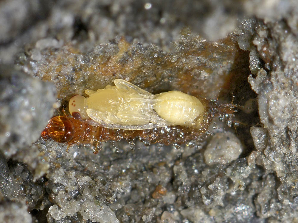 Larva di carabidae parassitata